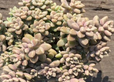 多肉冻伤后如何处理 多肉冻伤后怎么处理