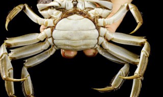 煮熟螃蟹能冷冻存放吗多久 煮熟螃蟹可不可以冷冻存放