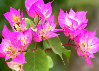 三角梅勤花品种排行星级 哪个品种最好看又勤花