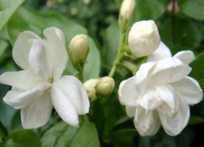 茉莉冬天怎么养才能安全过冬 冬天养殖方法和注意事项