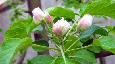 苹果需要配制授粉树吗 种植苹果树怎么配制授粉树