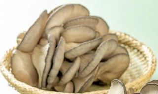 家庭怎么种植平菇 平菇的家庭种植方法