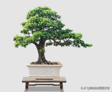 罗汉松老是掉叶怎么回事 罗汉松干枯落叶什么原因