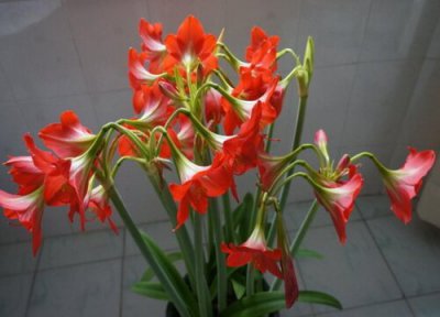 朱顶红的栽种方法介绍 刚种的朱顶红怎么养护