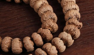 莲花菩提产地是哪里 莲花菩提的简介