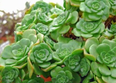 百合莉莉怎么修剪好看 百合莉莉什么时候修剪合适