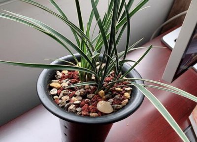 兰花怎样越冬 冬季如何养兰花越冬更安全