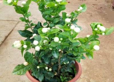 什么品种的茉莉花最好 茉莉花哪个品种最香最好养