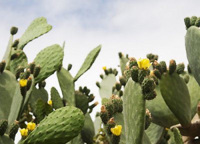 仙人掌冬天怎么养才能更旺盛 不同季节如何养仙人掌越养越旺盛