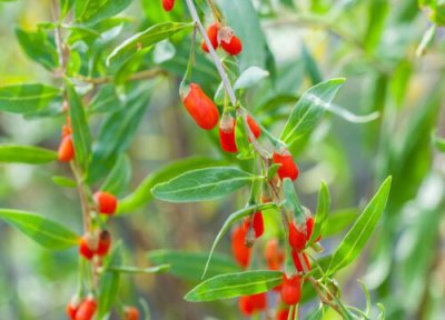 枸杞是水果吗 属于水果类还是药材类