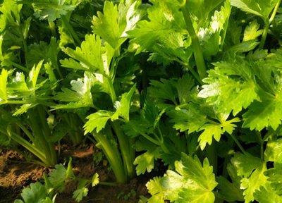 芹菜根可以种出芹菜吗 芹菜根栽在土里能长出芹菜吗