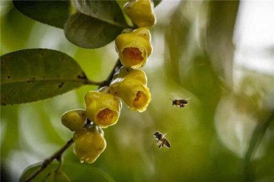 名贵花卉有哪些品种名称及图片 8种价格昂贵的花卉