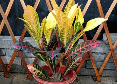 洒金木的养殖方法和注意事项 洒金变叶木怎么养