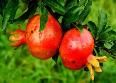 石榴树哪个季节修剪最好 石榴怎么剪枝好看结果多