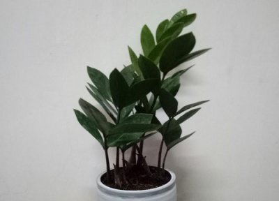 金钱树夏天需要施肥吗 夏季金钱树生长较慢该怎么办