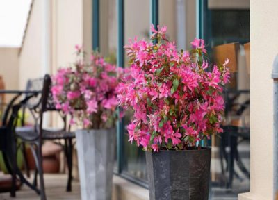 安酷杜鹃耐寒吗 安酷杜鹃耐寒最低温度与冬天养殖方法