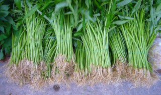 老根怎么保存不发霉 老根如何保存不发霉