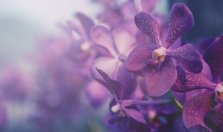 冬天室内怎样养好兰花 冬季室内怎么养兰花