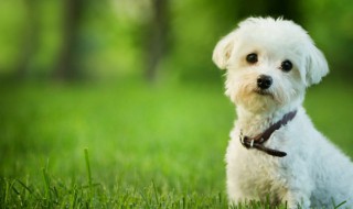 小比熊怎么养 小比熊怎么照顾