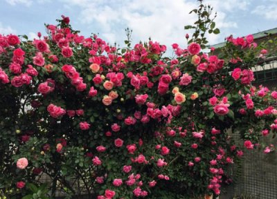 月季和月季的间隔距离 种植大游行种植间距多少合适