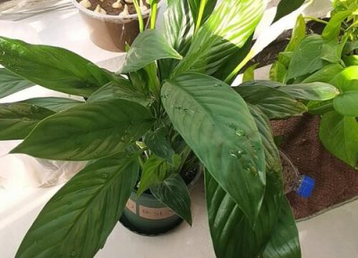 白掌烂尖是什么原因引起的 白掌烂尖怎么治疗最快的方法