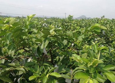 番石榴种植中常见病害 番石榴病虫害防治方法与技术措施