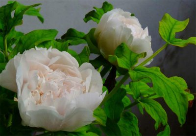 牡丹的品种及花名 3大著名的牡丹花品种及图片