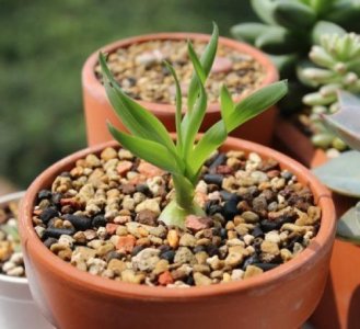 不花钱快速自制多肉土 自己在家最简单的多肉配土方法