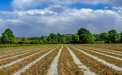 土地盐碱化的原因 形成土地盐碱化的原因以及治理措施