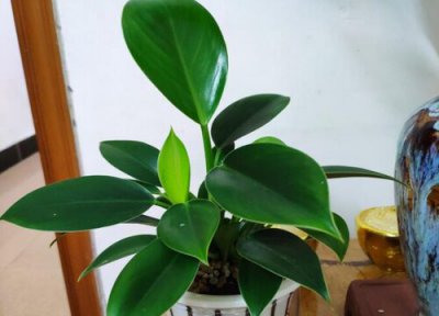 绿植是否怕冻 绿植冬天怎么养护