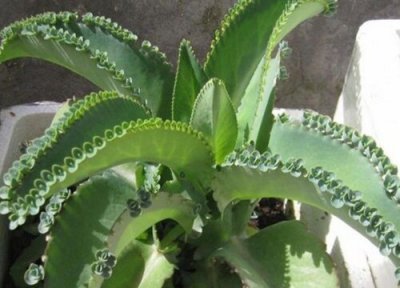 落地生根是什么植物 属于什么科植物