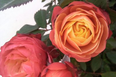 浪漫比克月季的优缺点 灌木浪漫比克花大好养值得入手