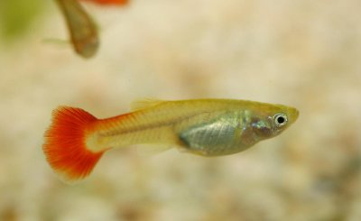 孔雀鱼难产怎么办能帮到它 孔雀鱼难产生不出小鱼怎么处理