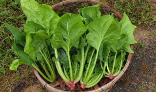 菠菜和豆干可以同时吃吗 菠菜和豆干能不能一起吃