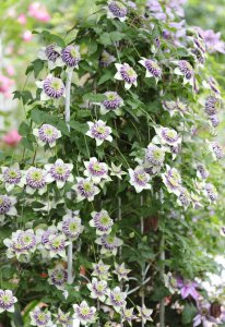 幻紫月季优缺点介绍 藤本月季幻紫适合打造阳台花园