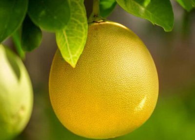 柚子是热带水果吗 柚子属于热带水果吗