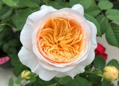 月季施肥过多叶子掉光了怎么办 月季叶子全掉光如何养护枝繁叶茂