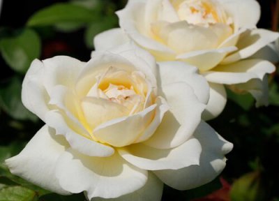 柴可夫斯基月季是藤本还是灌木 柴可夫斯基月季属于藤本还是灌木