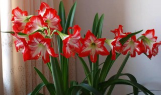 什么地方适合种植朱顶红 哪些地方适合种植朱顶红