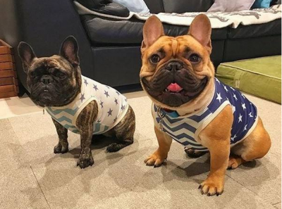 养法斗最大的忌讳是什么 法国斗牛犬不喜欢什么行为