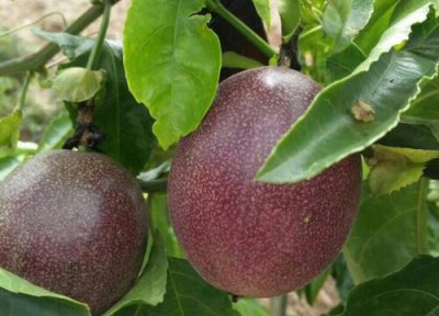 室内种百香果怎么不开花 盆栽百香果如何养护开花结果多