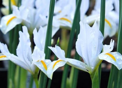 鸢萝栽种最佳时间 鸢萝什么时候栽种合适