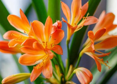 君子兰能淋雨吗 下雨天可以放外面淋雨吗