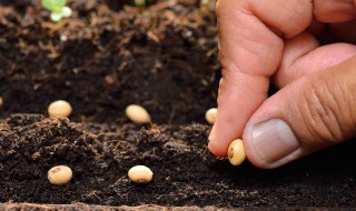 盆栽尿素施肥注意事项 尿素施肥方法和注意事项