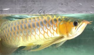 龙鱼如何养宽身 龙鱼如何饲养