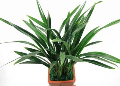 花草换盆时间 花草什么时候换盆合适