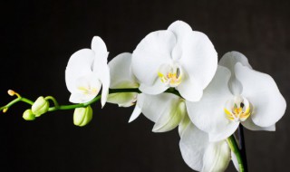 兰花摆在哪里招财 兰花如何摆放