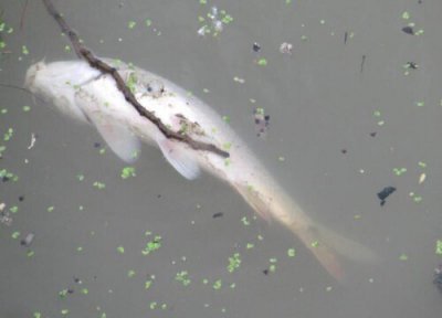 死鱼做肥料 死鱼可以做肥料吗