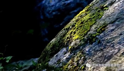 野外有哪些天然的指南针 大自然中什么可以帮助辨别方向