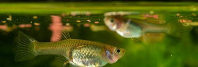 玛丽鱼多久繁殖一次 玛丽鱼多大可以繁殖频率高吗